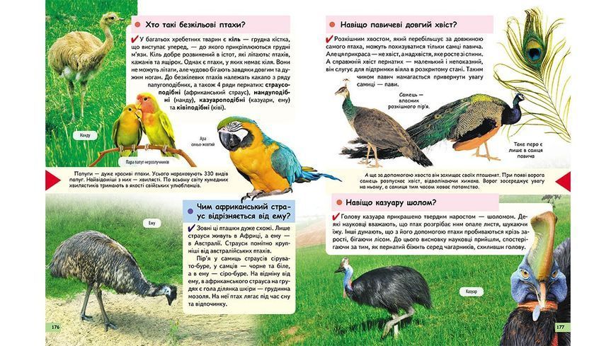 Чомусикам про все на світі