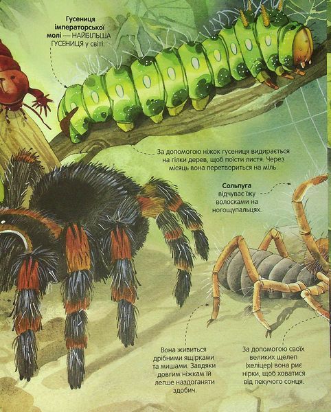 Велика книга комах і не тільки