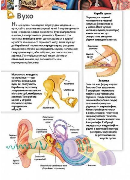 Дитяча енциклопедія. Тіло людини 001533 фото